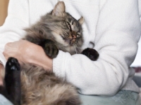 Lisa holding Hermes on bed P2 P2200039  Little Buddy Guy and Lisa